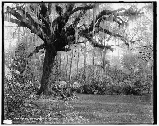 Oaks and flowers, Magnolia-on-the-Ashley [i.e. Magnolia Gardens], Charleston, S.C.