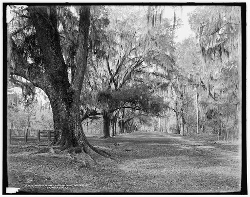 Avenue of oaks, Magnolia-on-the-Ashley [i.e. Magnolia Gardens], Charleston, S.C.