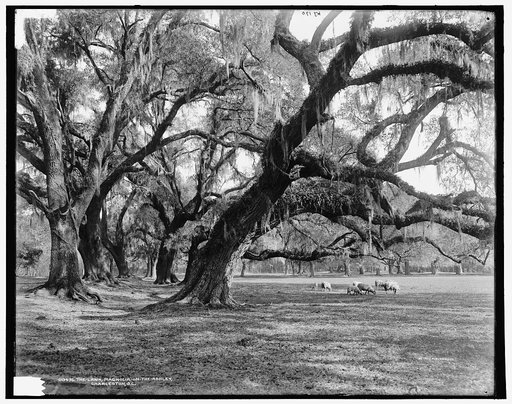 The lawn, Magnolia-on-the-Ashley [i.e. Magnolia Gardens], Charleston, S.C.