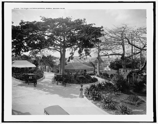 Royal Victoria gardens, Nassau, Bahama Islds.