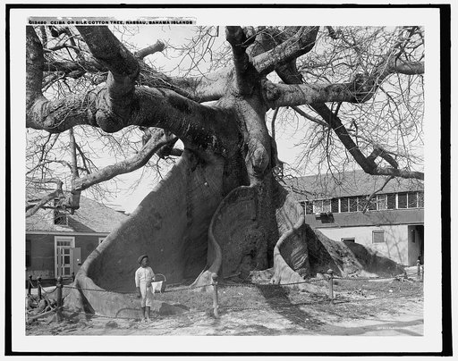 Ceiba or silk cotton tree, Nassau, Bahama Islands