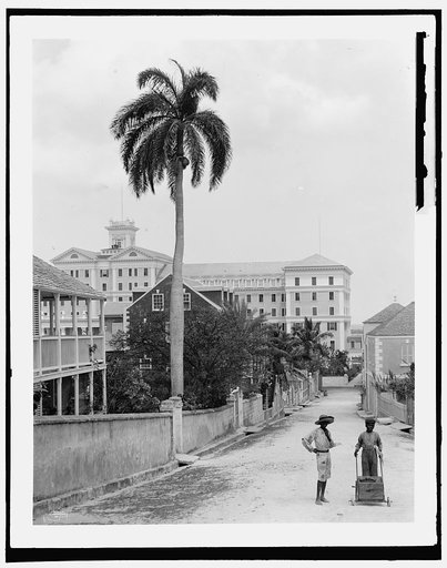 Royal palms, Cumberland St., Nassau, W.I.