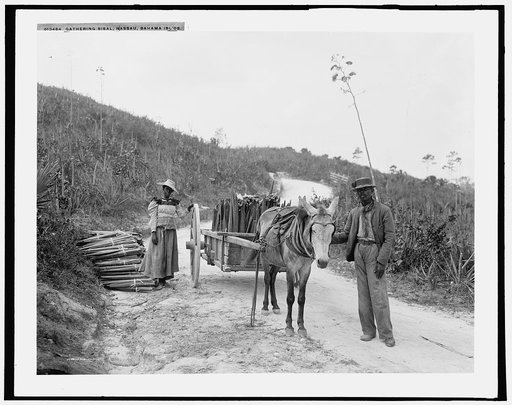 Gathering sisal, Nassau, Bahama Islds.