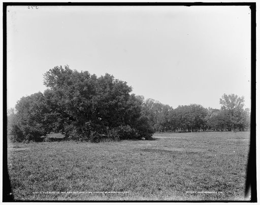 The Suicide Oak and old dueling ground, New Orleans, La.