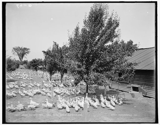 Grosse Isle duck farm, three-to-six weeks old ducklings