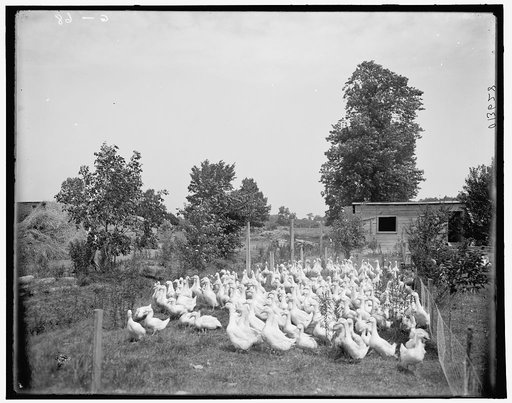 Grosse Isle duck farm, ten weeks old ducks