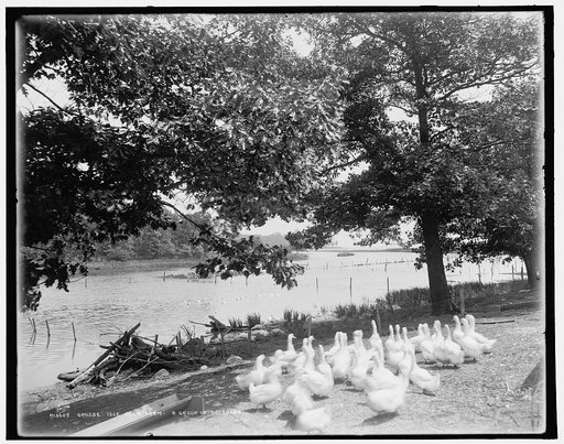 Grosse Isle duck farm, a group of breeders