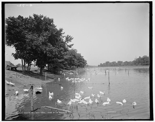 Grosse Isle duck farm, home of the breeders