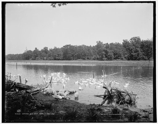 Grosse Isle duck farm, the lake