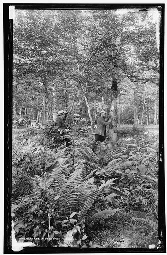 Ferns in Deer Park, Maryland