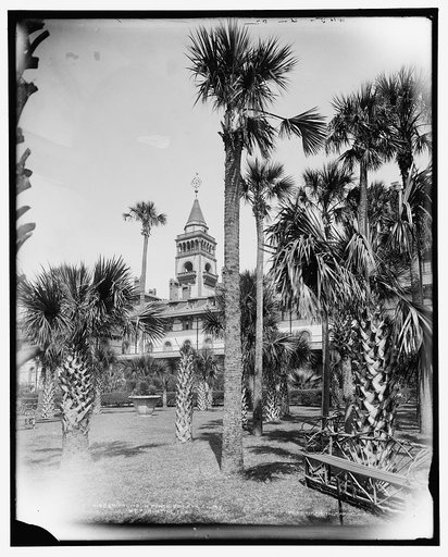 Palms in Ponce de Leon [Hotel] court, St. Augustine, Fla.