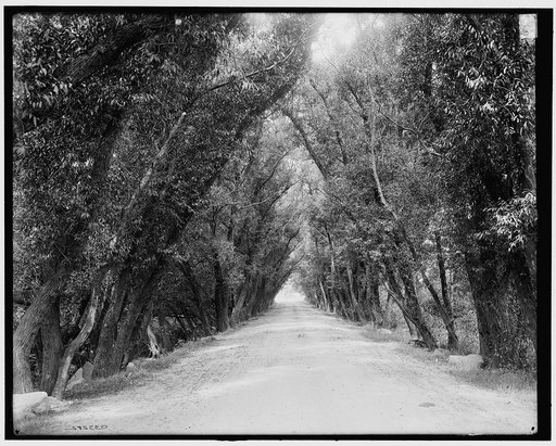 Willow Road, Magnolia, Mass.