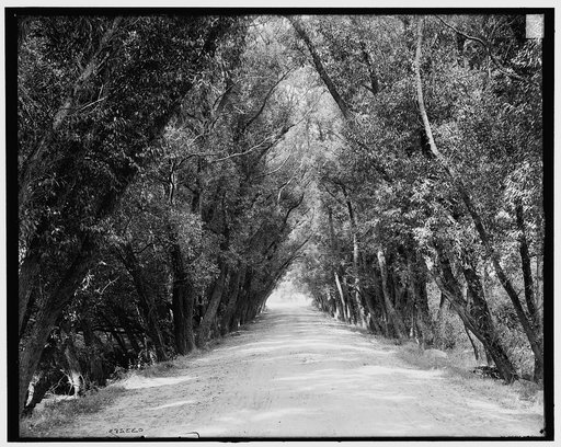 Willow Road, Magnolia, Mass.