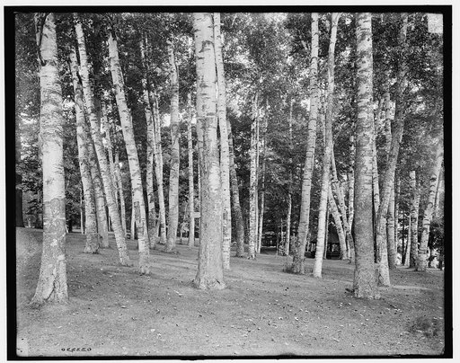 Among the birches, Lake George, N.Y.
