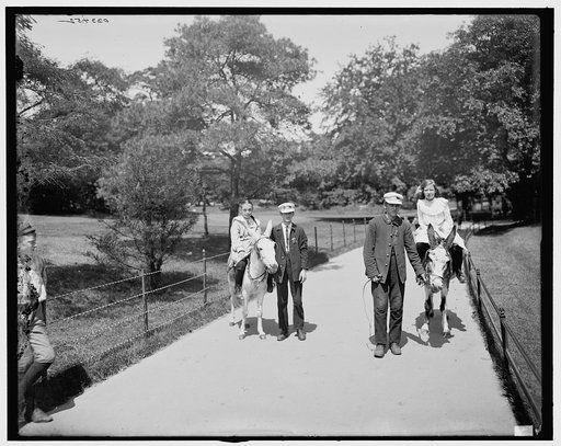 Central Park, donkeys in the park, New York, N.Y.