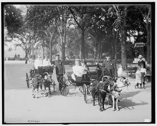 Central Park, goat carriages in the park, New York, N.Y.