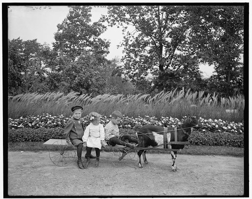 A Goat team, Highland Park, Rochester, N.Y.