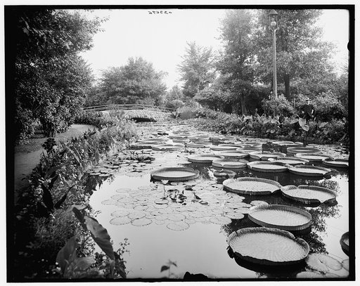 Como Park lily pond, St. Paul, Minn.
