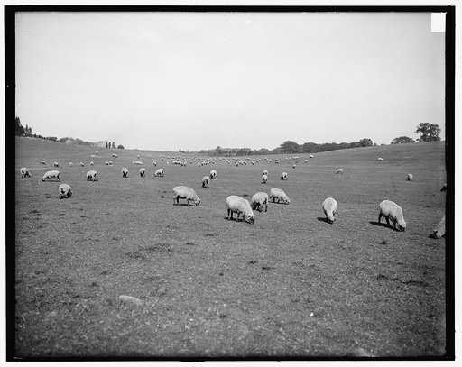 Sheep in Franklin Park, Boston, Mass.