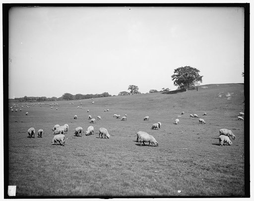 Sheep in Franklin Park, Boston, Mass.