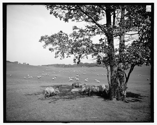 Sheep in Franklin Park, Boston, Mass.