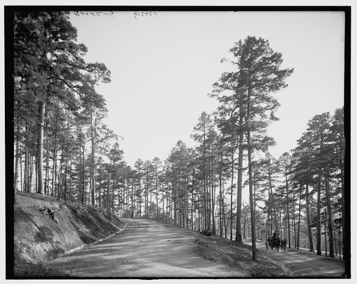Roadway through the pines, Hot Springs, Ark.