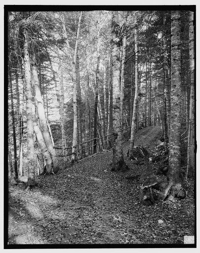 On the Ammonoosuc bridle path, White Mountains, N.H.