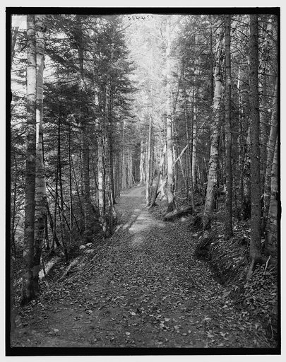 On the Ammonoosuc bridle path, White Mountains, N.H.