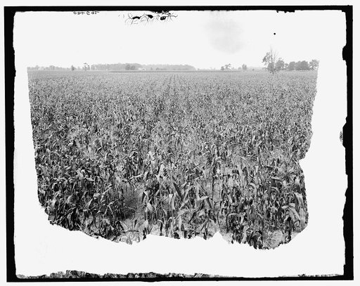 A Cornfield, Mich.