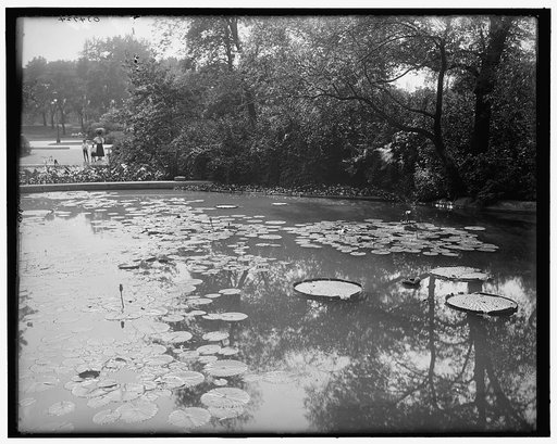 Lily pond, Washington Park, Chicago, Ill.