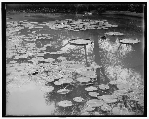 Lily pond, Washington Park, Chicago, Ill.