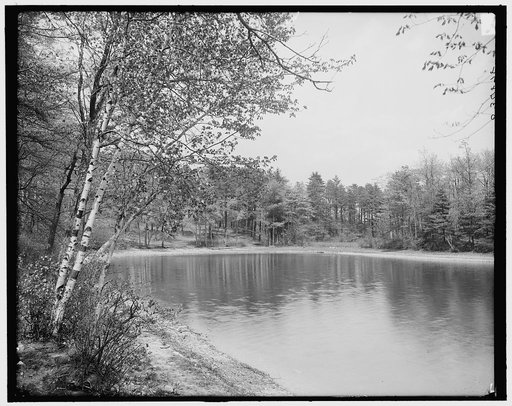 Thoreau's cove, Lake Walden, Concord, Mass.