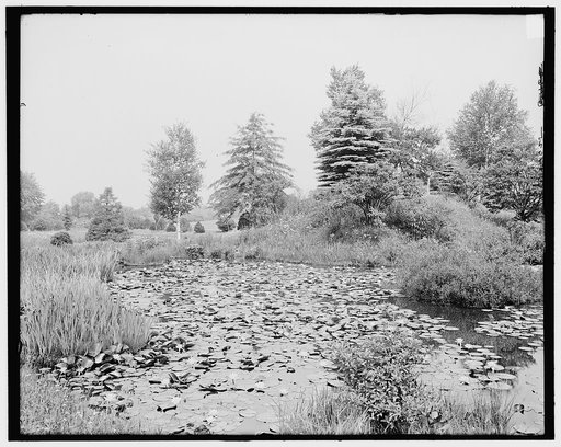 Pond lilies, Forest Park, Springfield, Mass.