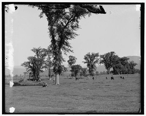 On the intervale, Intervale, N.H.