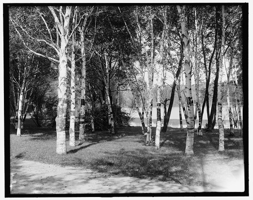 Birches & lake, Como Park, St. Paul, Minn.