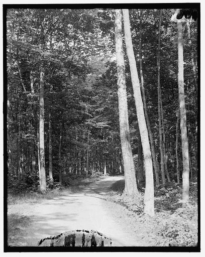 Black birch on Leslie Drive, Mackinac Island, Mich.