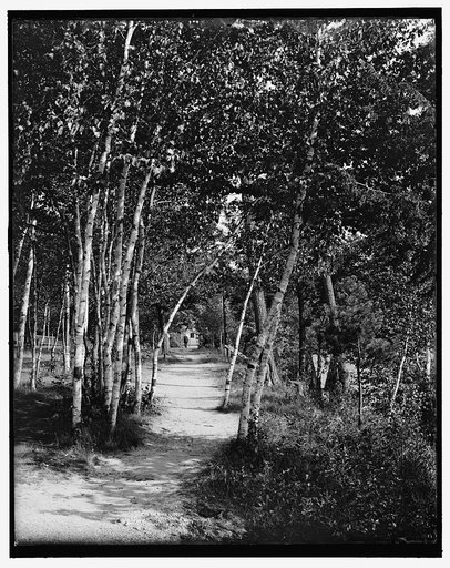 North shore birches, Walloon Lake, Mich.
