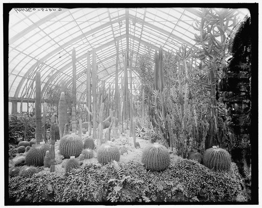 Cacti, Phipps (Schenley Park) Conservatory, Schenley Park, Pittsburgh, Pa.