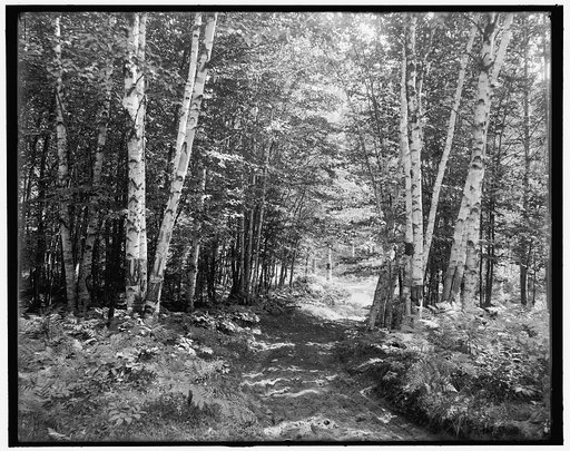 Upper Saranac Lake, birches & ferns near Saranac Inn, Adirondacks, N.Y.