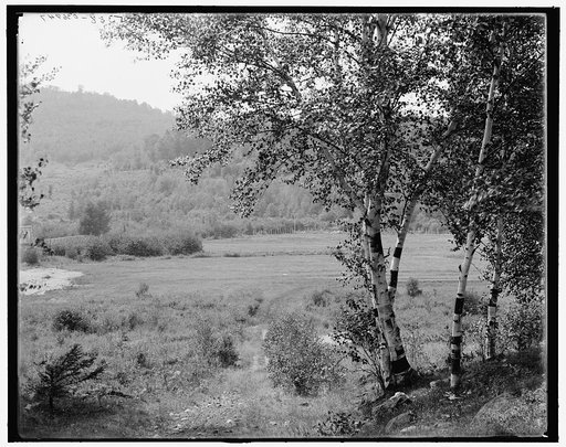 Saranac Lake, valley & birches, Adirondacks, N.Y.