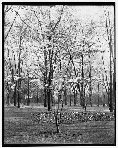 Tulip tree in Cass Park, Detroit, Mich.