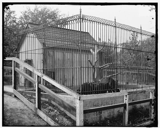 Bear den, Chilhowee Park, Knoxville, Tenn.