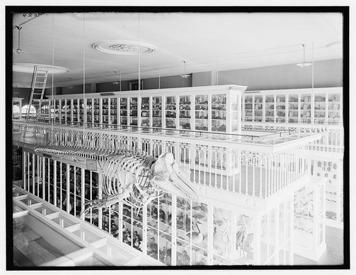Whale skeleton and bird exhibits, East India Marine Hall, Peabody Museum of Salem, Salem, Mass.