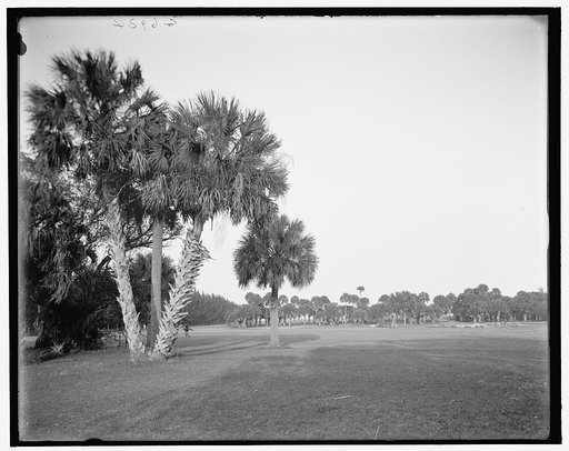 The Golf links, Palm Beach, Fla.