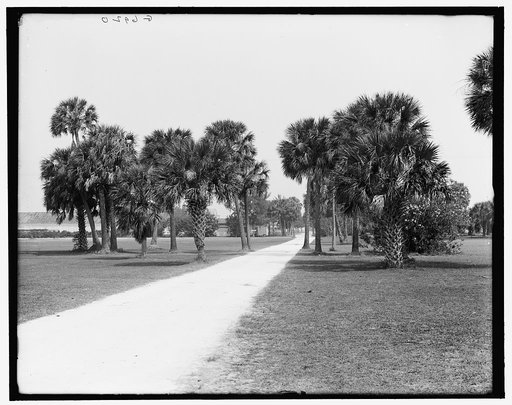 The Road through the golf links, Palm Beach, Fla.