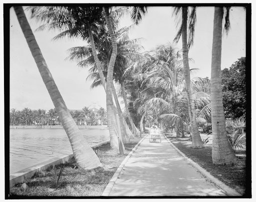 Along the shore of Lake Worth, Palm Beach, Fla.