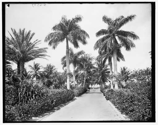 Royal palms, on Clarke Avenue, Palm Beach, Fla.