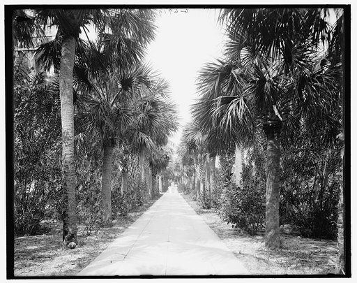 Avenue of palms between the Royal Poinciana Hotel and the Breakers, Palm Beach, Fla.