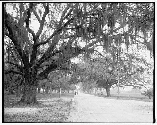 Avenue under the oaks, old duelling grounds, New Orleans, La.