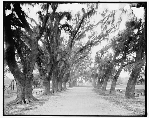 Avenue of live oaks, Audubon Park, New Orleans, La.